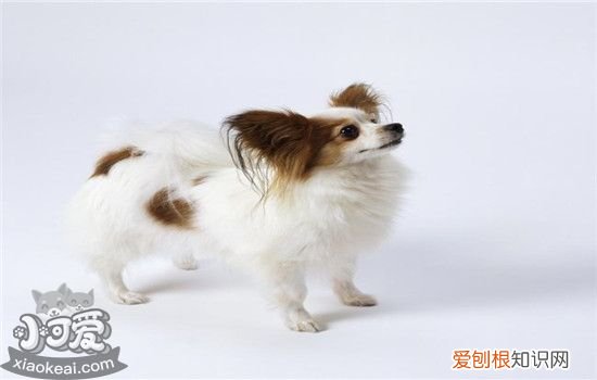 狗狗不进笼子怎么办，这样做让它爱上关门，狗狗不愿意关笼子怎么办