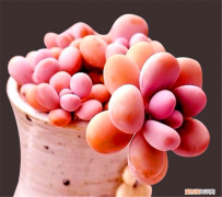 叶插多肉怎么放，叶插多肉通用方法，做好这“4步”，盆中加点料，新手也能插成功