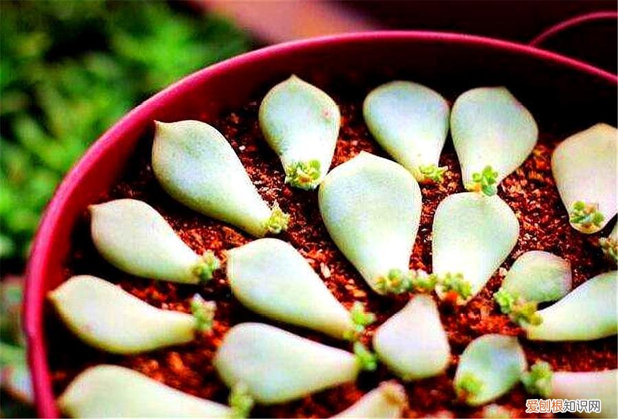 叶插多肉怎么放，叶插多肉通用方法，做好这“4步”，盆中加点料，新手也能插成功