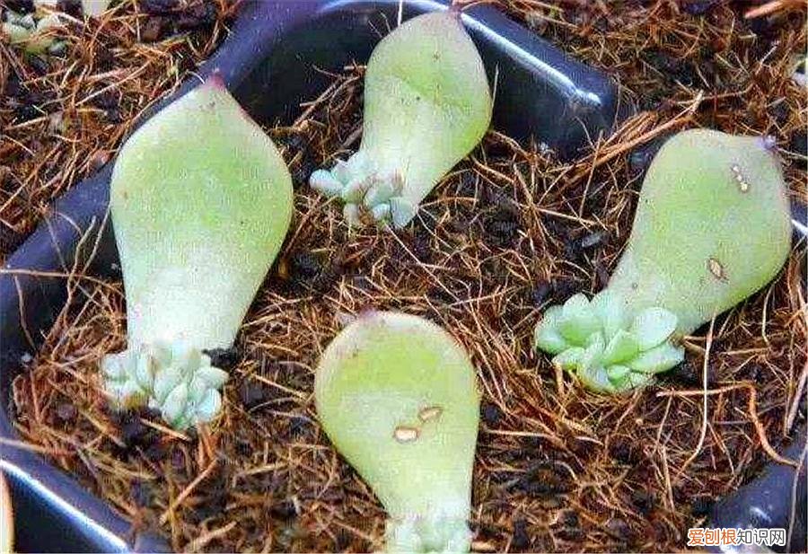 叶插多肉怎么放，叶插多肉通用方法，做好这“4步”，盆中加点料，新手也能插成功