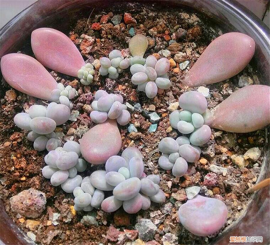 叶插多肉怎么放，叶插多肉通用方法，做好这“4步”，盆中加点料，新手也能插成功