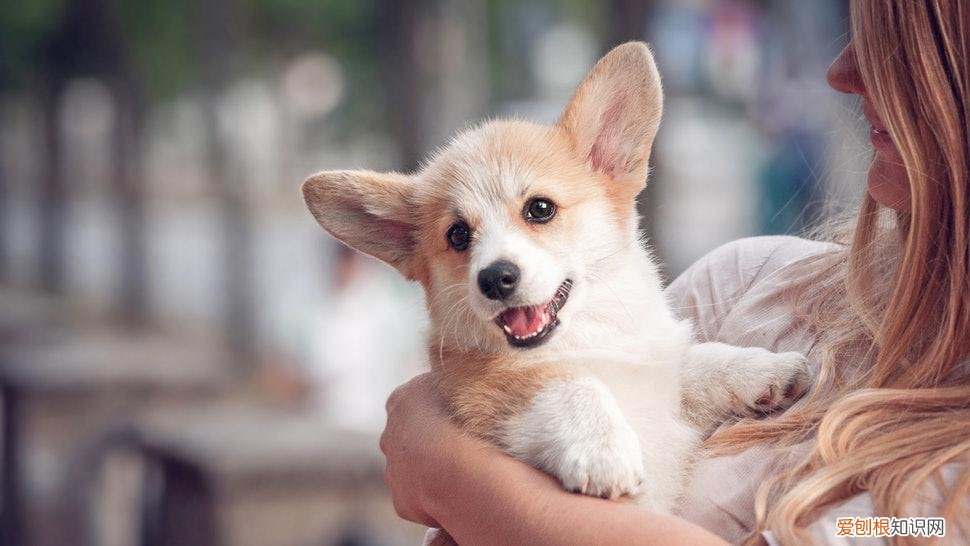 训犬师累吗，最让训犬师崩溃的5件事，训练狗狗可没有想象那么帅气轻松