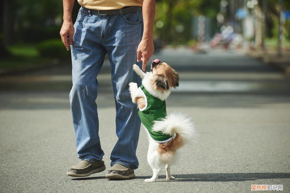 训犬师累吗，最让训犬师崩溃的5件事，训练狗狗可没有想象那么帅气轻松