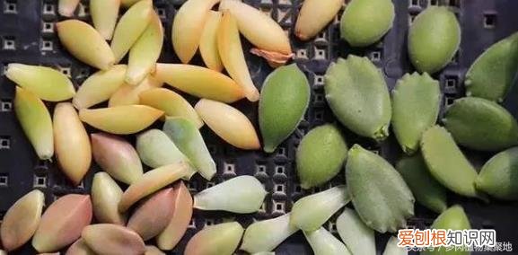 多肉叶插怎么种植，多肉要怎么叶插？