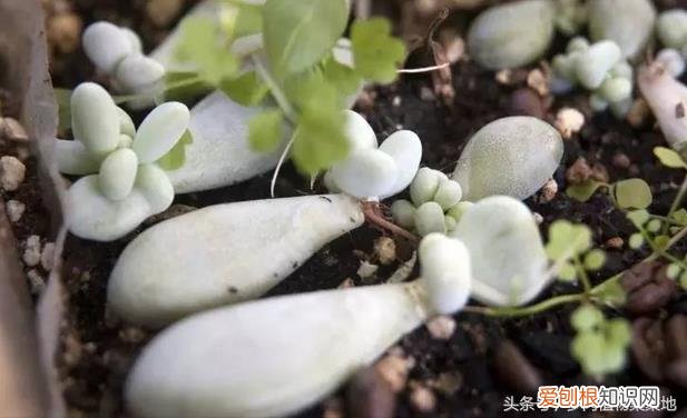 多肉叶插怎么种植，多肉要怎么叶插？