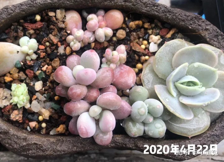 多肉怎样插叶片，多肉如何叶插，要注意什么？