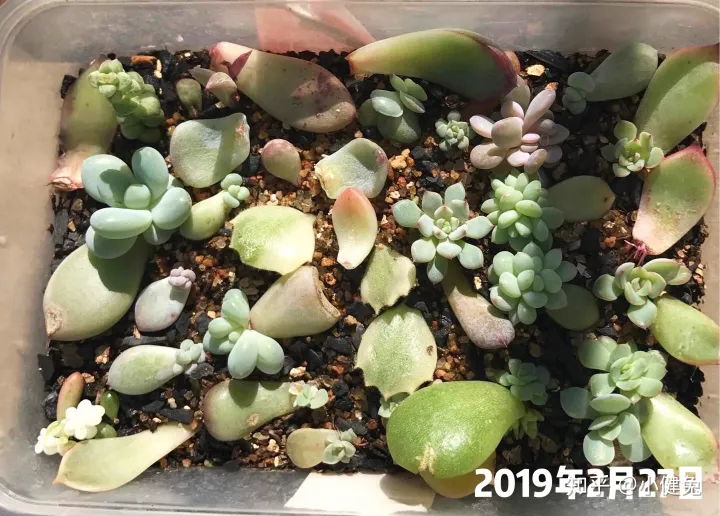 多肉怎样插叶片，多肉如何叶插，要注意什么？