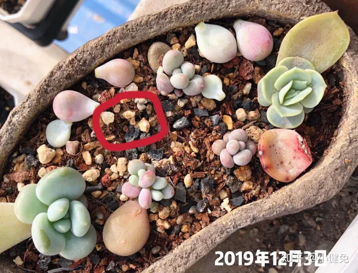 多肉怎样插叶片，多肉如何叶插，要注意什么？