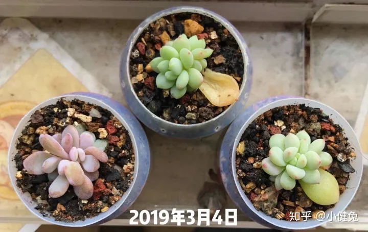 多肉怎样插叶片，多肉如何叶插，要注意什么？
