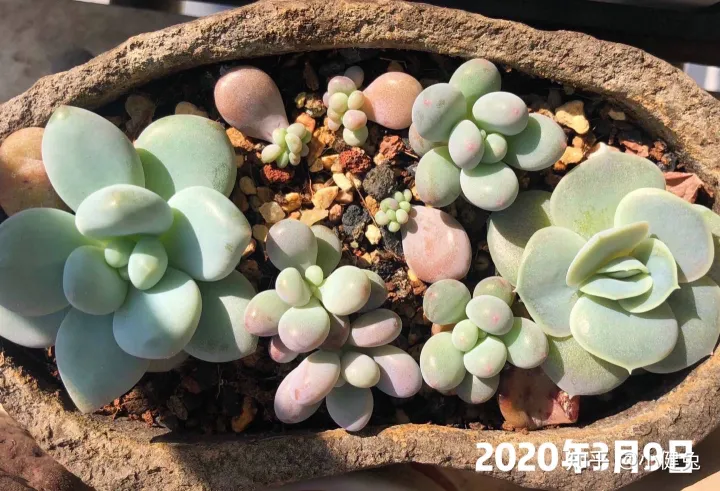 多肉怎样插叶片，多肉如何叶插，要注意什么？