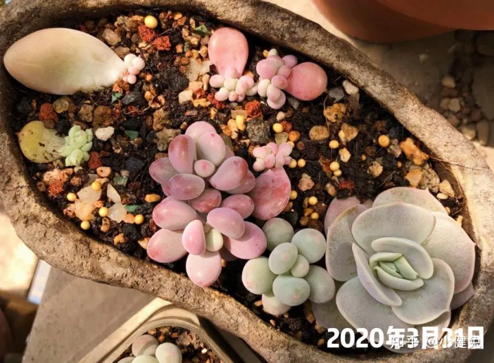 多肉怎样插叶片，多肉如何叶插，要注意什么？