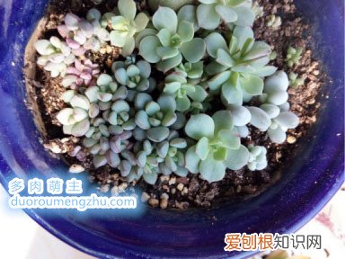 多肉插叶片的方法，分享我的多肉叶插方法