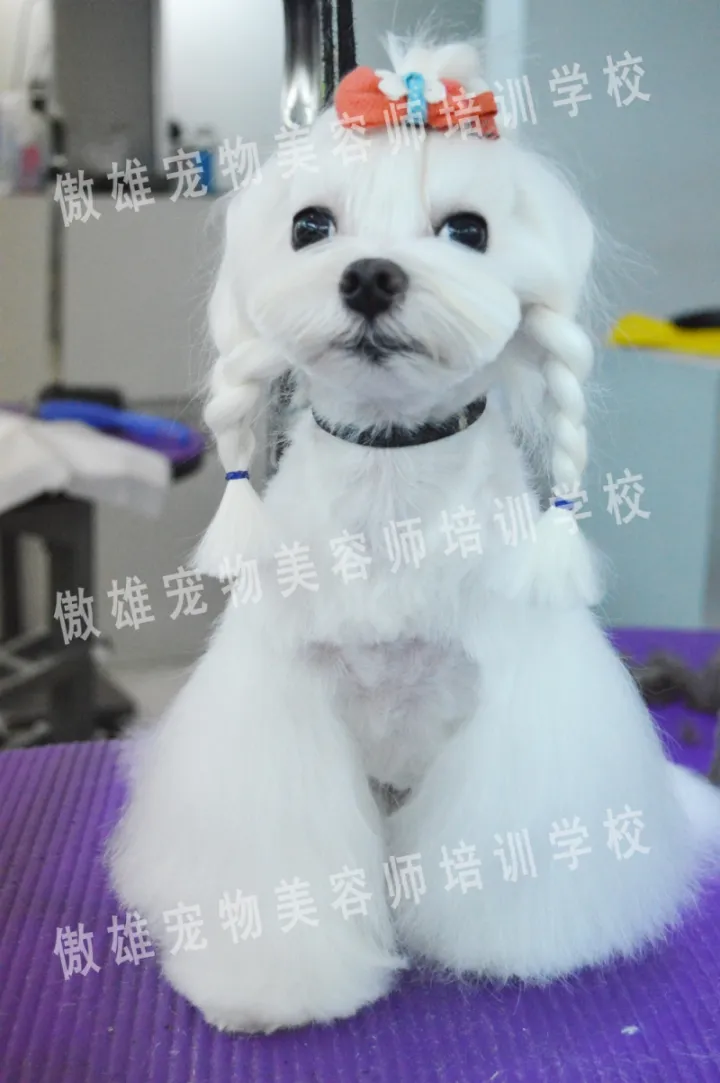 宠物美容好学吗?,宠物美容可以自学吗?