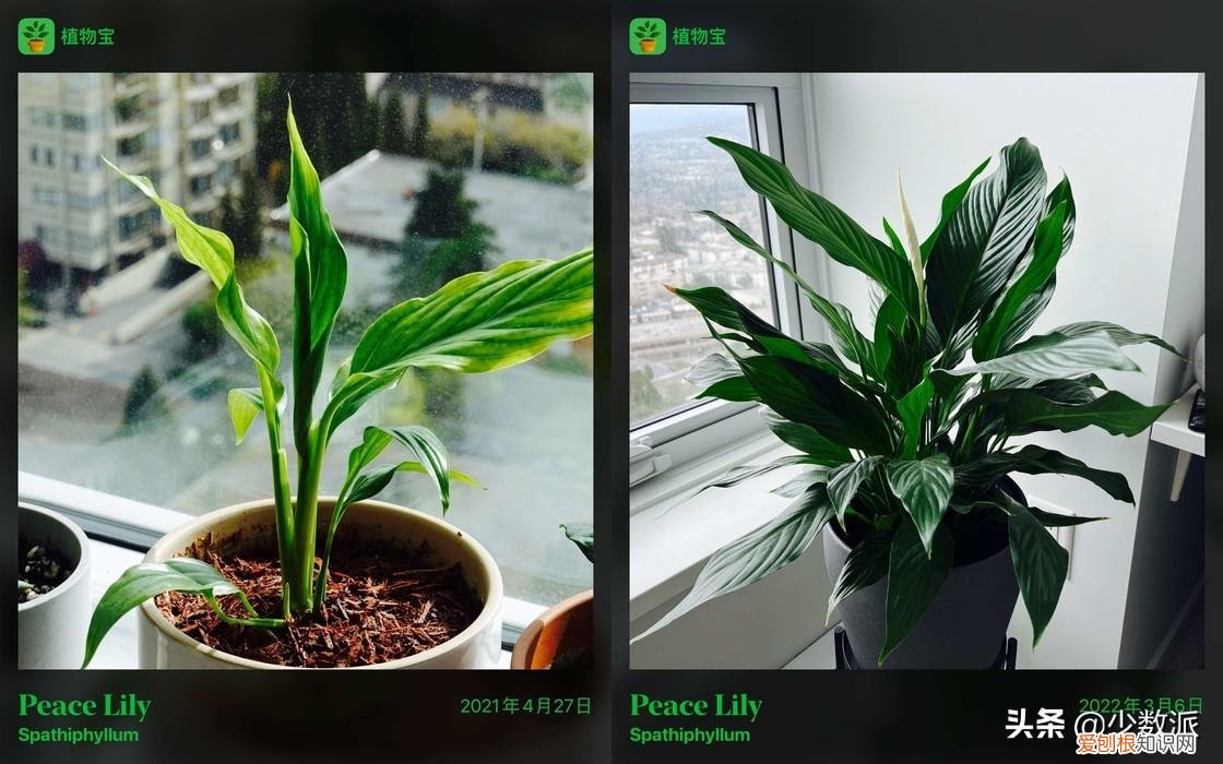 家里有植物人妈妈，给居家植人的礼物，我为家里的花花草草写了一个 App：植物宝