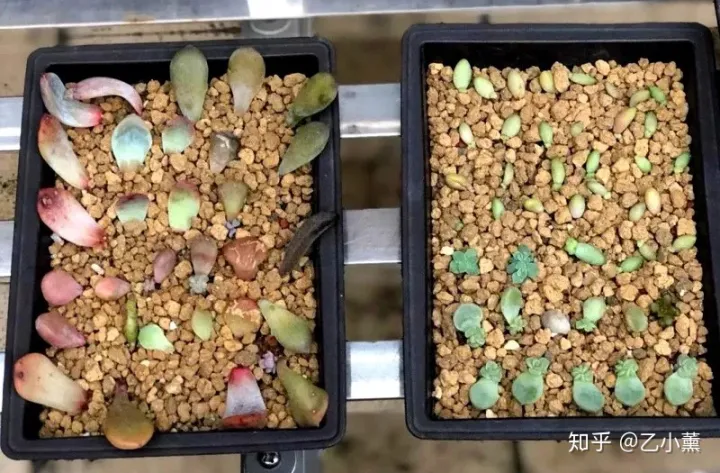 多肉叶片扦插叶片正面，多肉叶片扦插方法深度解析，叶插看这一篇就够了！