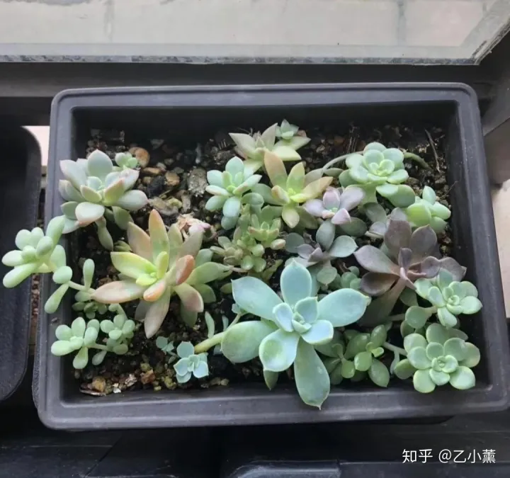 多肉叶片扦插叶片正面，多肉叶片扦插方法深度解析，叶插看这一篇就够了！