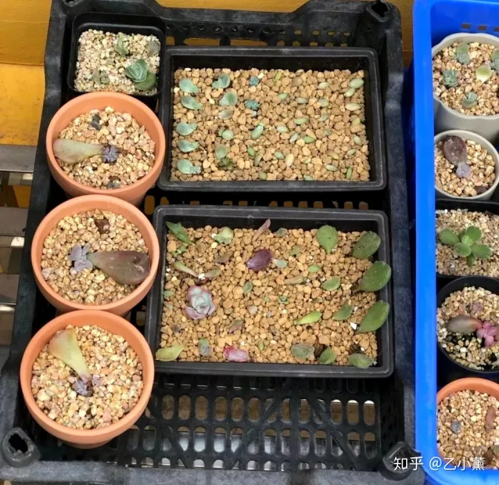 多肉叶片扦插叶片正面，多肉叶片扦插方法深度解析，叶插看这一篇就够了！