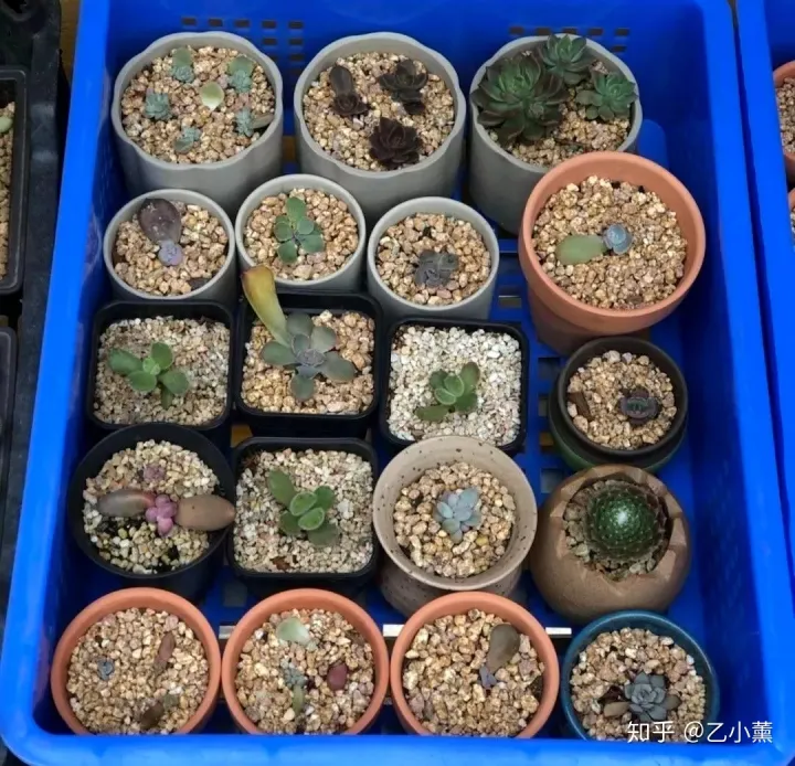 多肉叶片扦插叶片正面，多肉叶片扦插方法深度解析，叶插看这一篇就够了！
