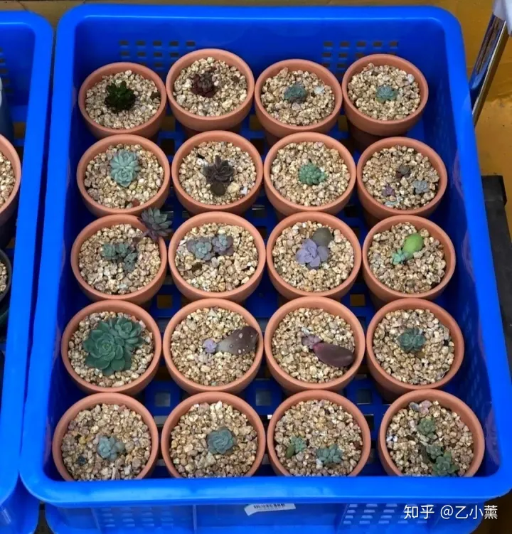 多肉叶片扦插叶片正面，多肉叶片扦插方法深度解析，叶插看这一篇就够了！
