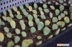 多肉植物如何繁殖之叶插篇，多肉植物“叶插的两种方式”