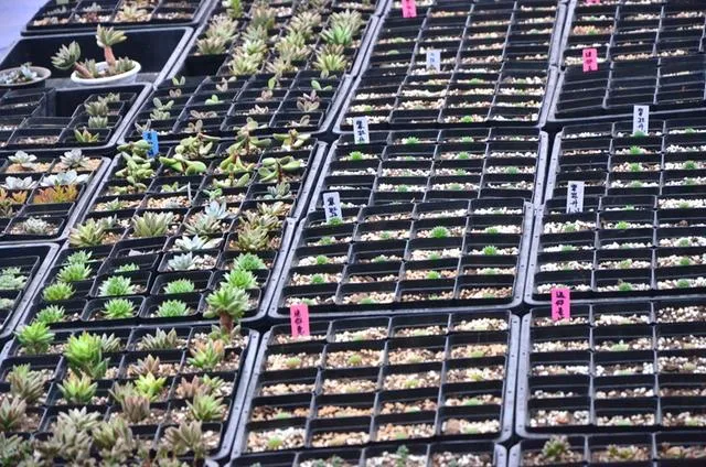 多肉植物如何繁殖之叶插篇，多肉植物“叶插的两种方式”