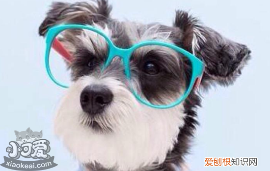 雪纳瑞如何训练握手，训练方法有讲究，怎么教雪纳瑞握手
