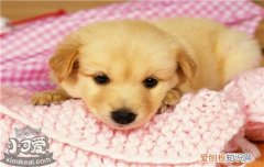 狗狗护食是什么原因，如何训练狗狗护不要食