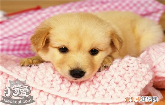狗狗护食是什么原因,如何训练狗狗护不要食