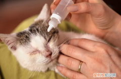 猫被猫咬到鼻子了怎么办，猫把我鼻子咬破了