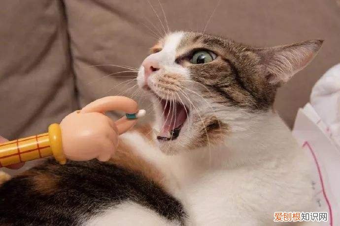 猫被猫咬到鼻子了怎么办,猫把我鼻子咬破了