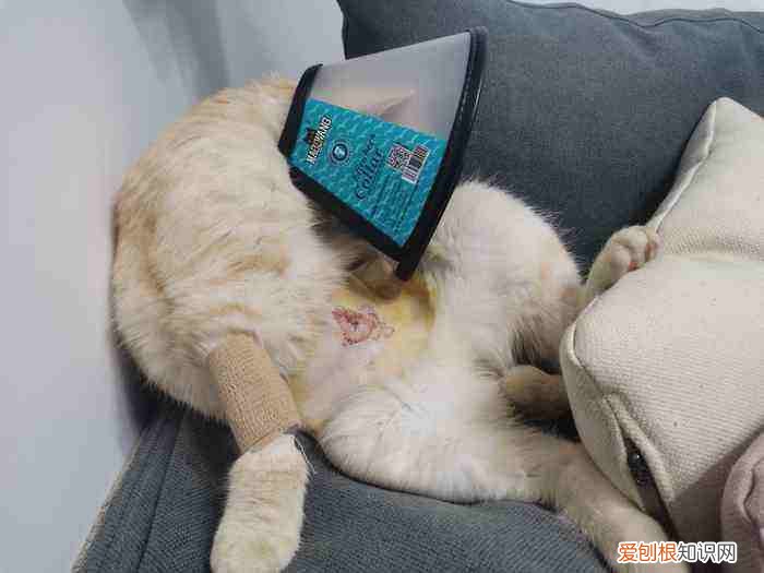 猫被猫咬到鼻子了怎么办,猫把我鼻子咬破了