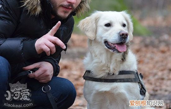 狗狗咬家具怎么办，纠正狗狗乱咬方法，狗狗老是咬家里东西怎么办