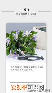 好种的花卉有哪些花期短的品种，推荐几款关于植物，花卉，园艺的，非常不错的手机APP