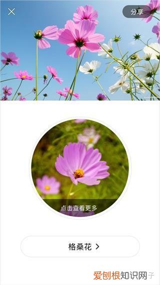 附教程 识花app哪个最好，识花app