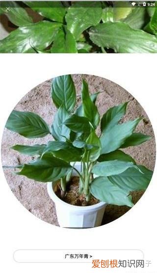 附教程 识花app哪个最好，识花app