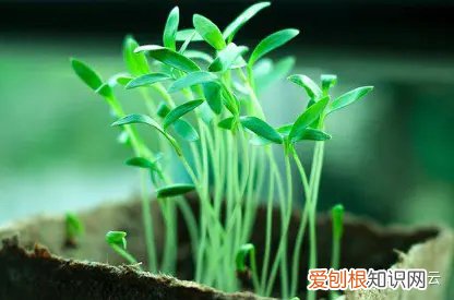 家庭盆栽养花工具，养花工具清点：这些懒人养花必备神器你get到了吗？