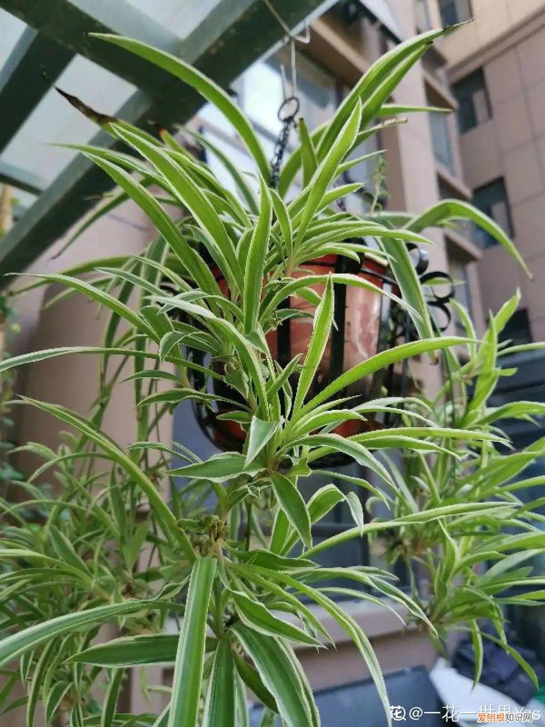 用塑料瓶子做花盆简单又好看,一个塑料瓶也能养花,浇水当花盆样样都好用,附教程