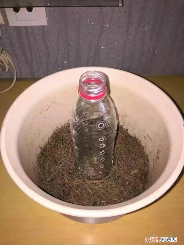 用塑料瓶子做花盆简单又好看,一个塑料瓶也能养花,浇水当花盆样样都好用,附教程