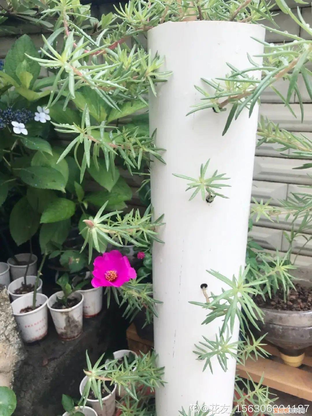 用塑料瓶子做花盆简单又好看,一个塑料瓶也能养花,浇水当花盆样样都好用,附教程
