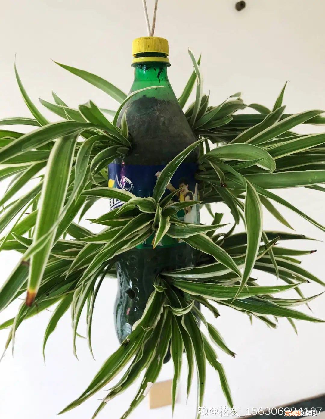 用塑料瓶子做花盆简单又好看,一个塑料瓶也能养花,浇水当花盆样样都好用,附教程