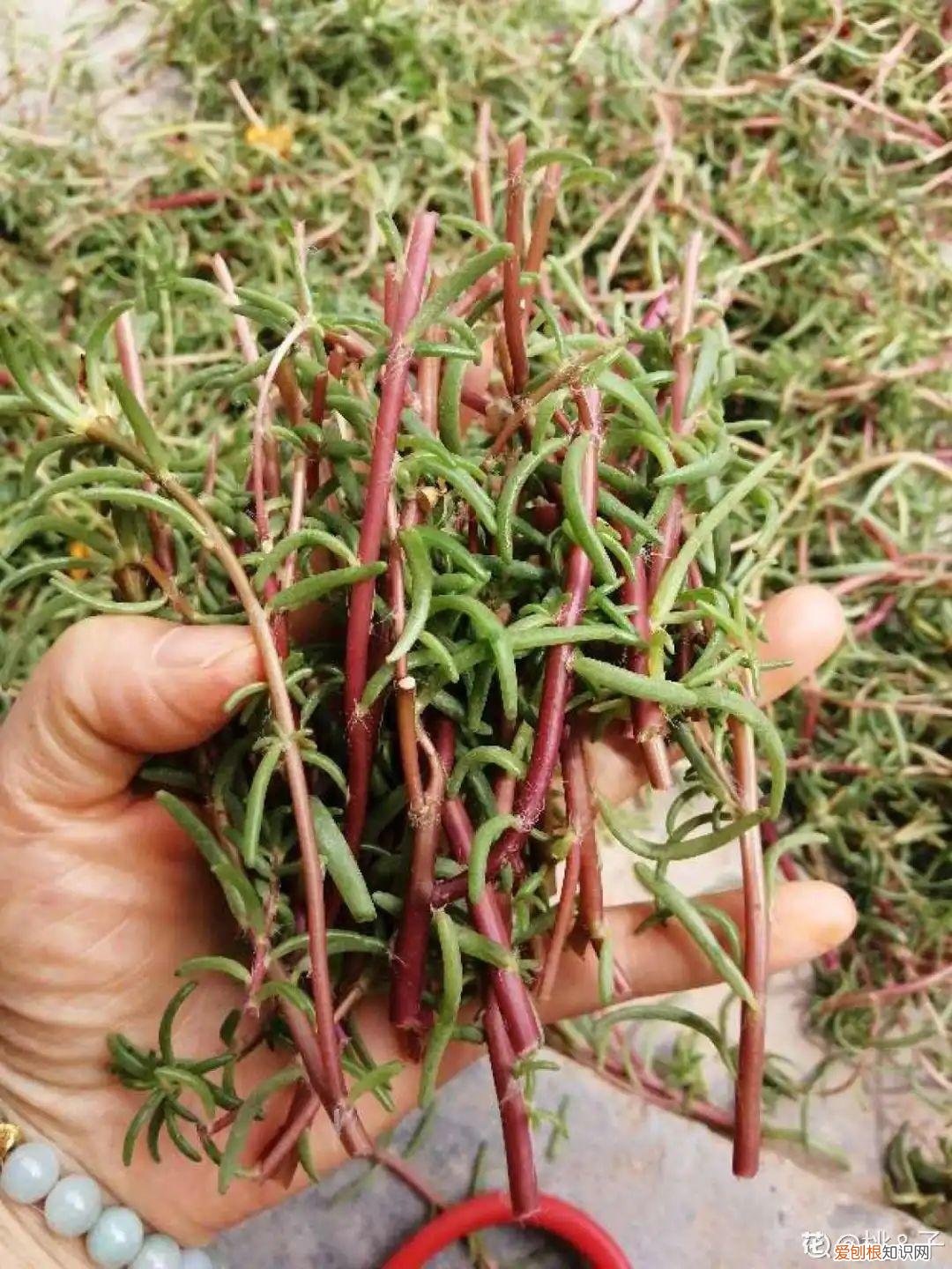 用塑料瓶子做花盆简单又好看,一个塑料瓶也能养花,浇水当花盆样样都好用,附教程