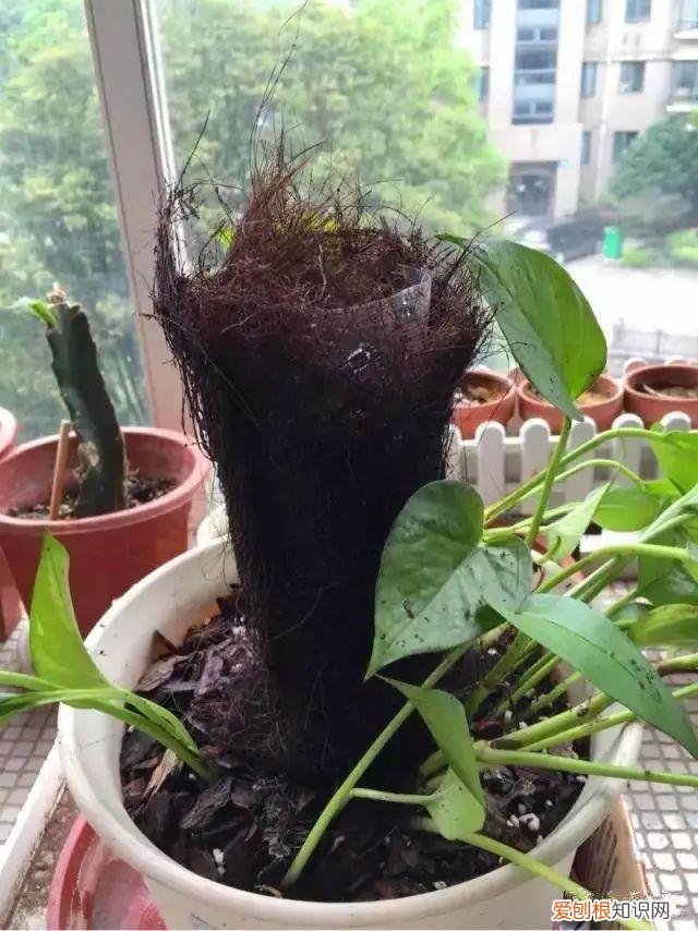 用塑料瓶子做花盆简单又好看,一个塑料瓶也能养花,浇水当花盆样样都好用,附教程