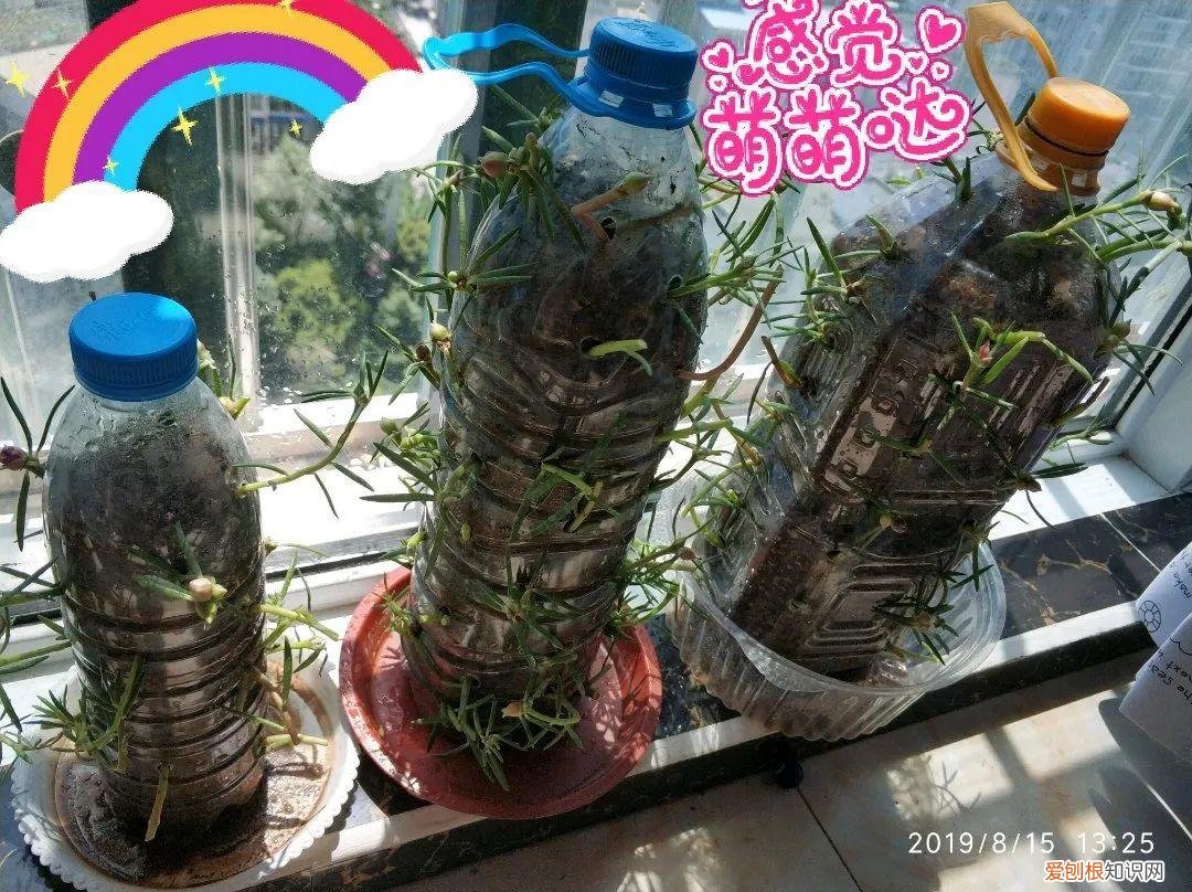 用塑料瓶子做花盆简单又好看,一个塑料瓶也能养花,浇水当花盆样样都好用,附教程