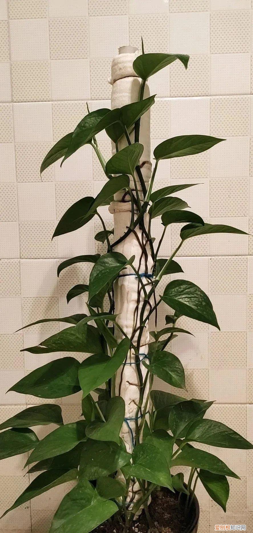 用塑料瓶子做花盆简单又好看,一个塑料瓶也能养花,浇水当花盆样样都好用,附教程