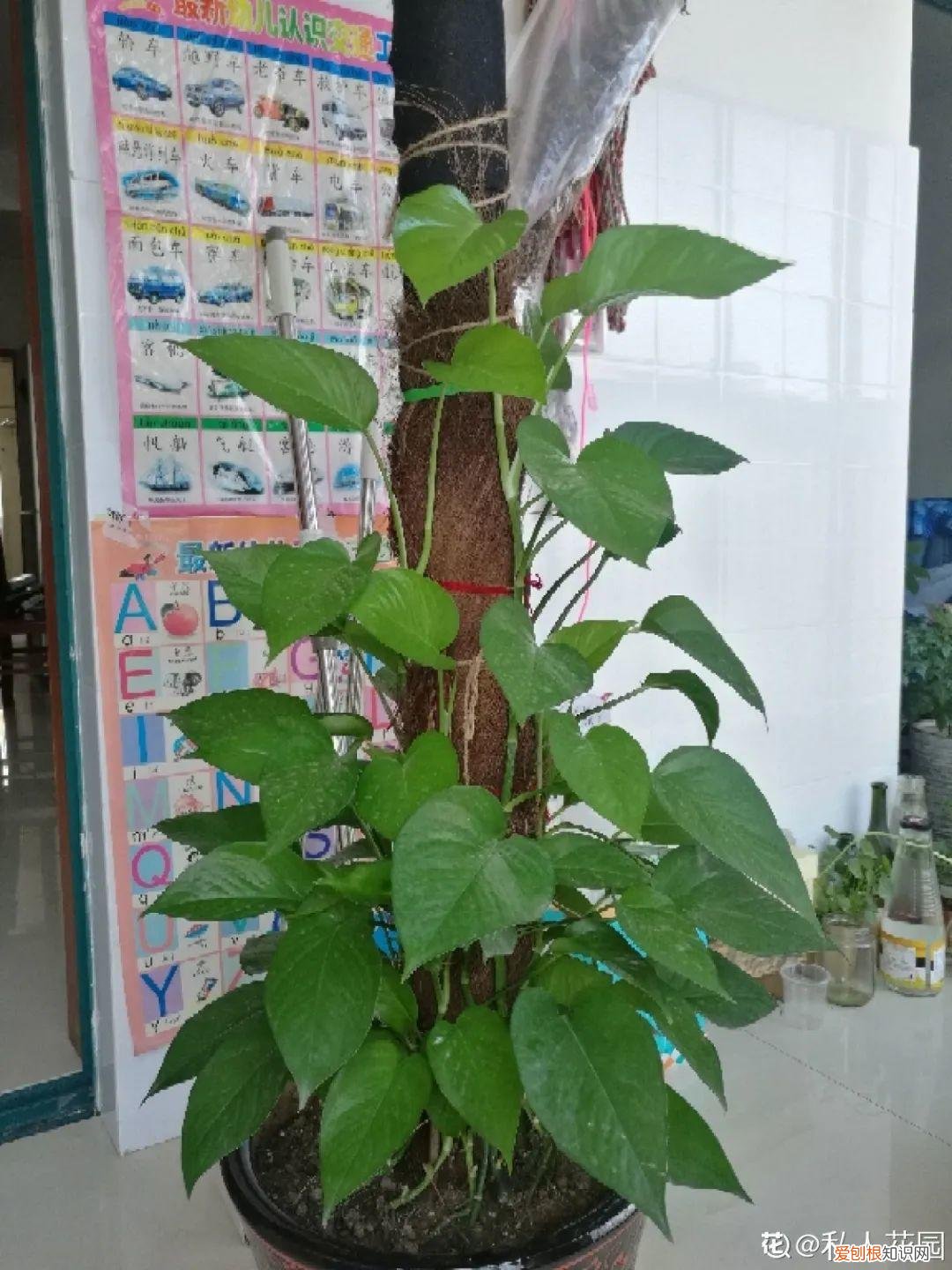 用塑料瓶子做花盆简单又好看,一个塑料瓶也能养花,浇水当花盆样样都好用,附教程