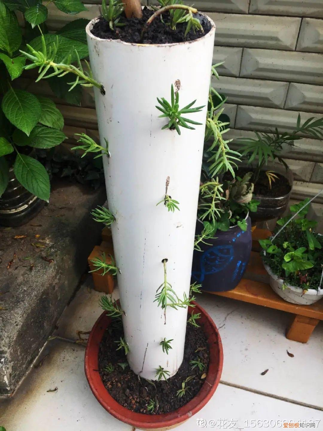用塑料瓶子做花盆简单又好看,一个塑料瓶也能养花,浇水当花盆样样都好用,附教程