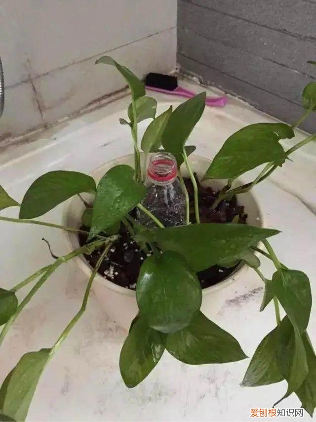用塑料瓶子做花盆简单又好看,一个塑料瓶也能养花,浇水当花盆样样都好用,附教程