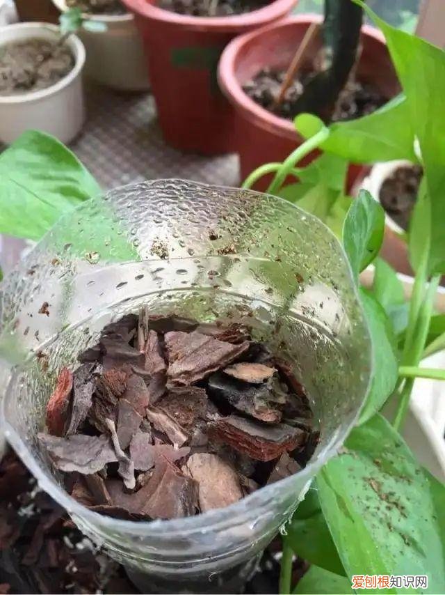用塑料瓶子做花盆简单又好看,一个塑料瓶也能养花,浇水当花盆样样都好用,附教程