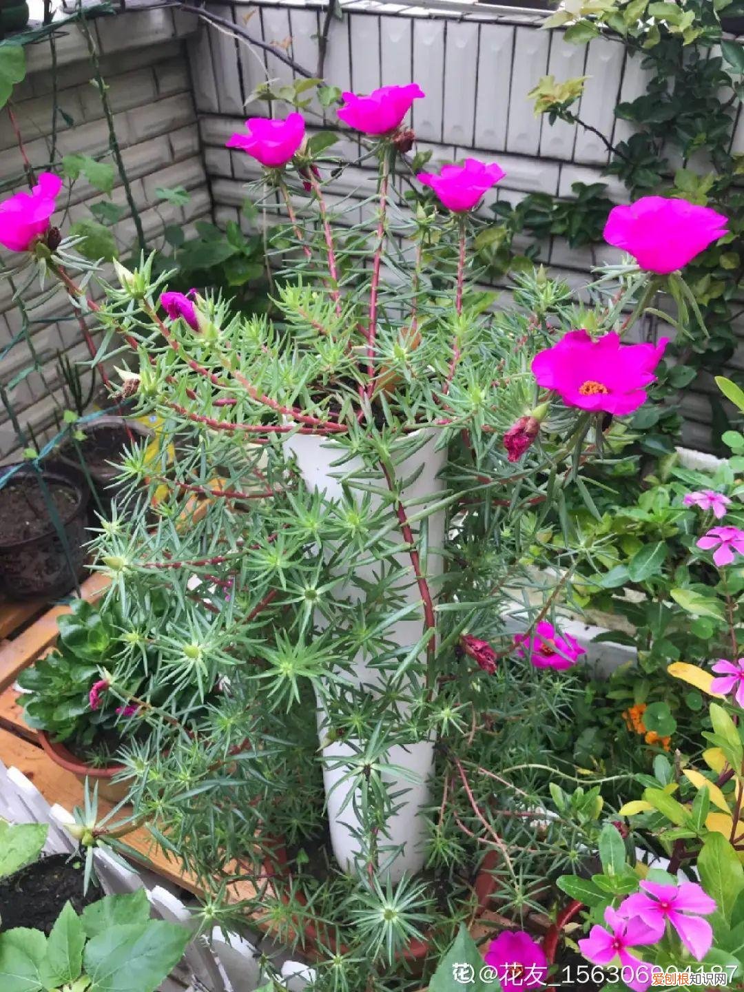 用塑料瓶子做花盆简单又好看,一个塑料瓶也能养花,浇水当花盆样样都好用,附教程