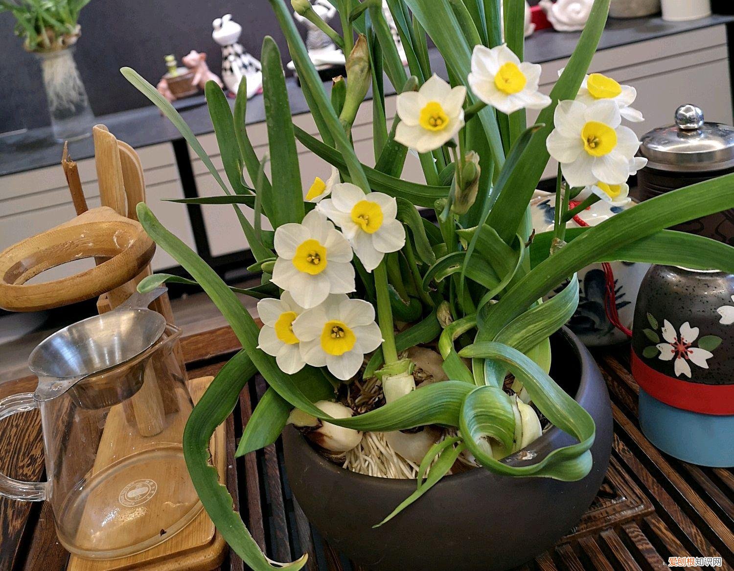 水仙花水培种球如何处理，买回来的水仙花种球怎么水培开花？养好几次水仙花都是哑花